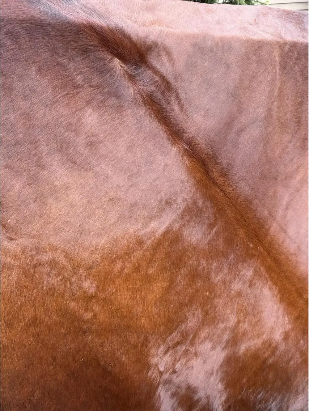 Brown and white Cowhide Leather Cow Skin Rug sunshine cowhide made In Brazil.